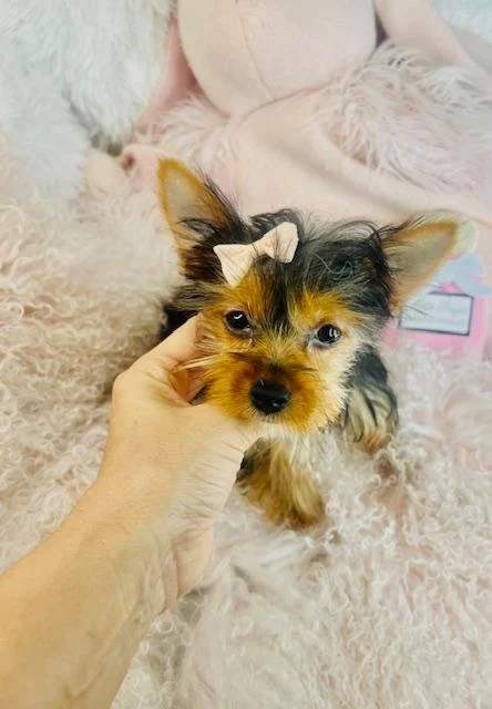 FEMALE   YORKIE PUPPY   JASPY  $1,950.00  #149