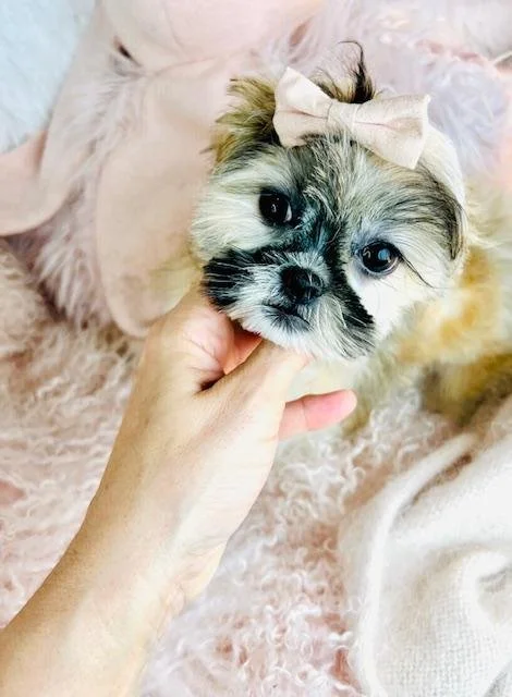 DIANA    HAVANESE/SHIH TZU     $1,950.00   #1154-7