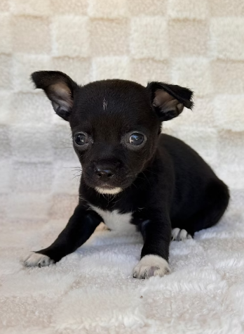 CHIHUAHUA   MALE  TEACUP   CHARLES   $3,550.00    #1528