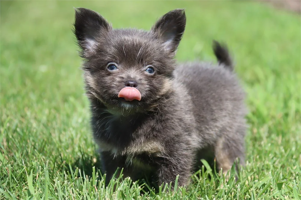 CHIHUAHUA    TEACUP/POCKETBOOK  MALE  CHICO   $4,550.00   #125
