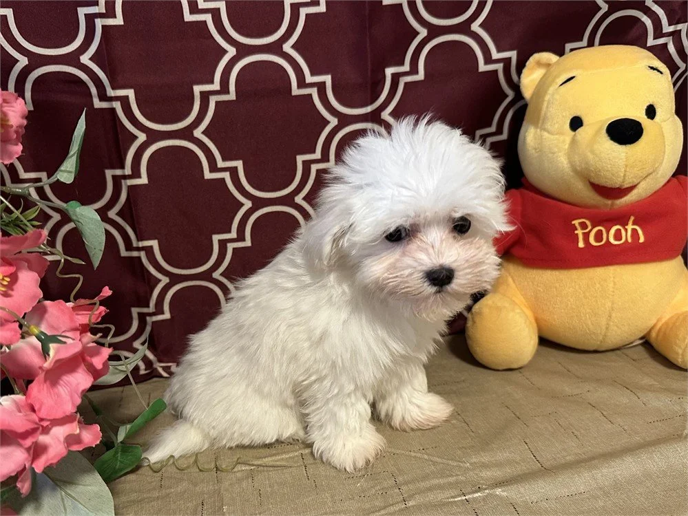 MALTESE PUPPY   NINA    $3,250.00   #1411