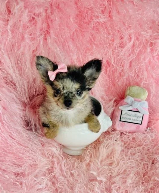 DEMI     FEMALE  POMERANIAN/CHIHUAHUA    $3,550.00   #187