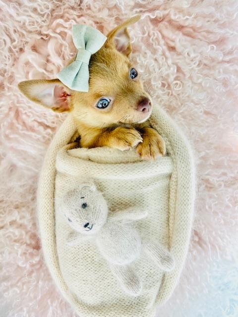 CHIHUAHUA  MALE  TINY TOY   DOG  COCO     $2,550.00    #178446-7