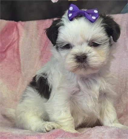 SHIH TZU PUPPIES  FEMALE   SULEMA    IMPERIAL    $3,050.00  #147