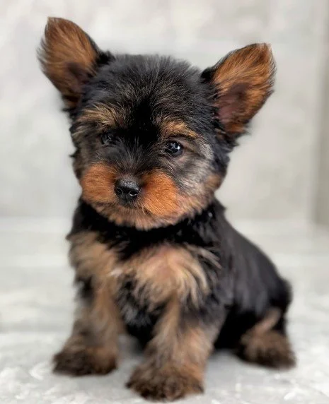 JEWELS TINY TOY YORKSHIRE TERRIER FEMALE $3,050.00 #148744-7