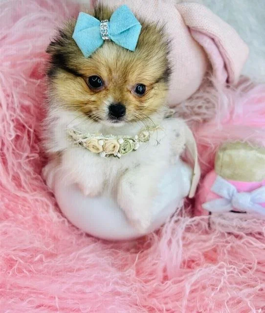 TEACUP   PUDDIN  $3,550.00    #123