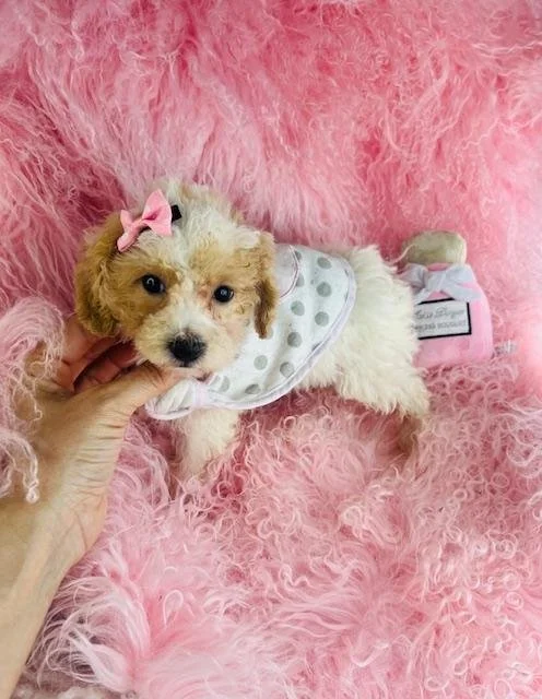 FEMALE POODLE  PRESTA      $3,550.00  #1781