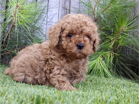 POODLE    FEMALE   PUPPY   PENNY     $3,550.00   #125