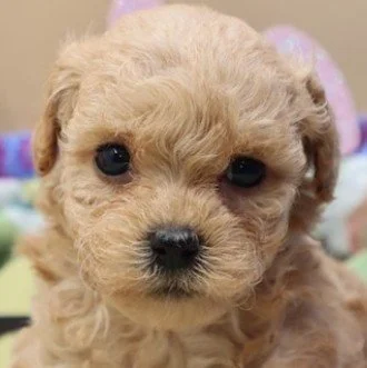 PAMELA     FEMALE POODLE DOG     $3,950.00      #111