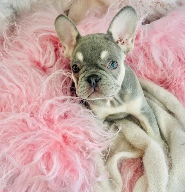 MINI FRENCH BULLDOG   FOXY  LILAC  FEMALE     $2,950.00     #172