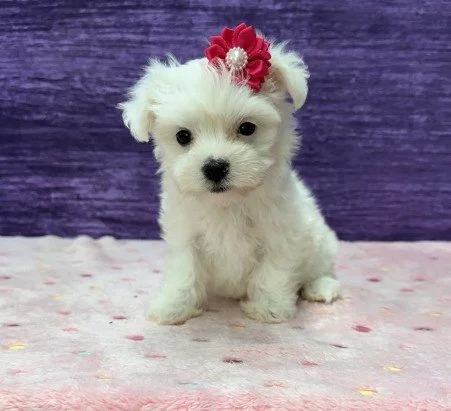 DENISE COTTON DE TULEAR PUREBRED FEMALE $3,550.00 #127787-7