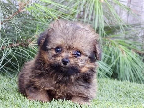 MITCHA  POMAPOO TEACUP/POCKETBOOK    FEMALE   $4,550.00   #1787