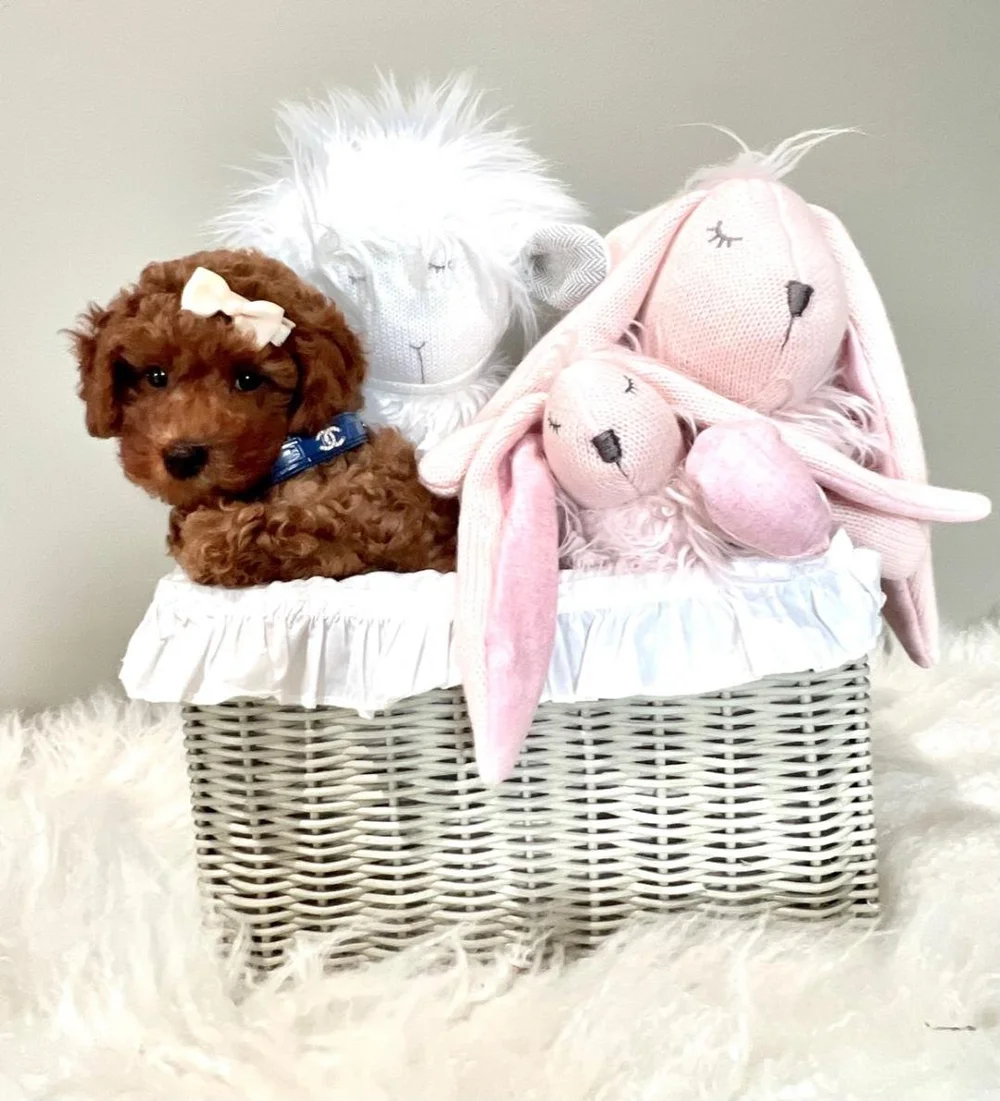 golden-doodle-dog-boutique-store