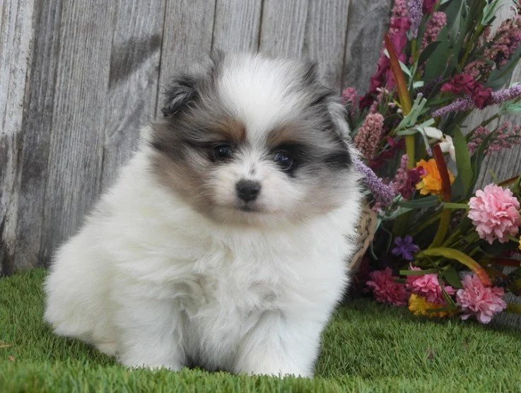 POLO    $4,550.00     #124