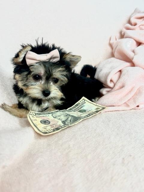 smallest puppy in the world.jpeg