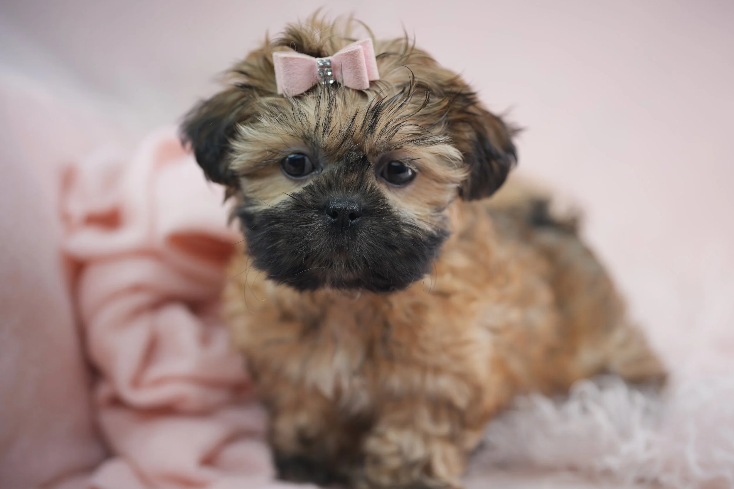 SHIH TZU PUPPIES  FEMALE   SILLYBEAN    IMPERIAL    $3,250.00   #T1411-7   SOLD