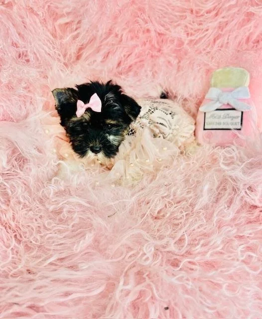 JAMI  YORKIE FEMALE T   PUPPY   $3,550.00    #14