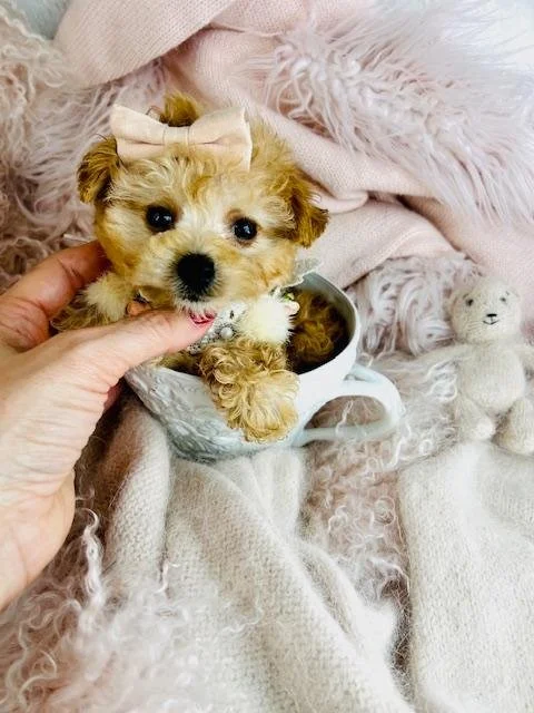 MALE POODLE PUPPY      POPCORN        $5,950.00     #133-4