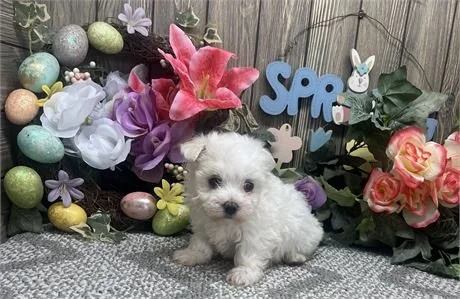 MALTESE FEMALE   PUPPY  MARTHA    $4,550.00     #158