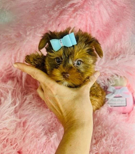 DAR   MALE  MORKIE   $3,950.00   #177
