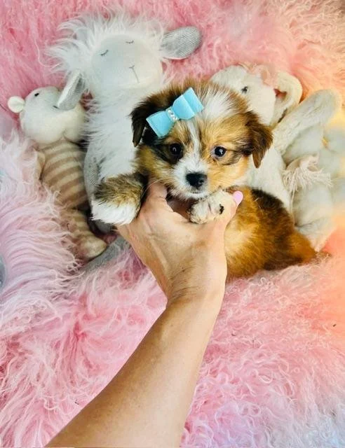 DALO    MORKIE  TEACUP   MALE   $3,950.00   #1287