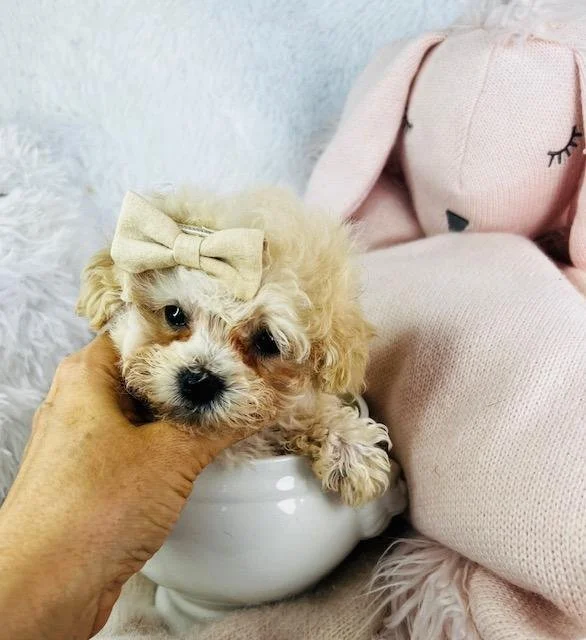 DIVAY TINY TOY SHIH POO FEMALE $3,550.00 #187874-7