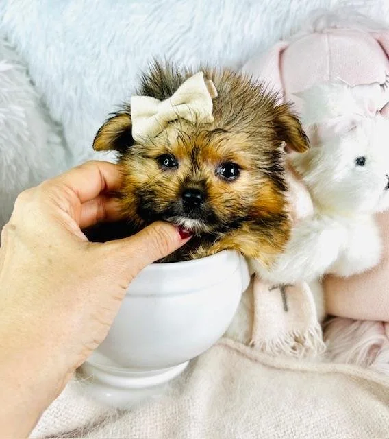perritos-tasita-de-te-en-pembroke-pines-plantation.jpg