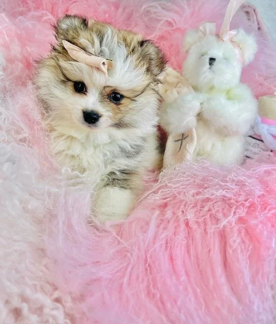 PRINCESS  FEMALE   TINY TOY   $2,250.00   #1222