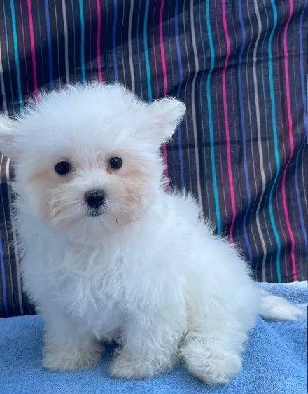 MEL MALE MALTESE DOG TOY $2.550.00 #1774-7