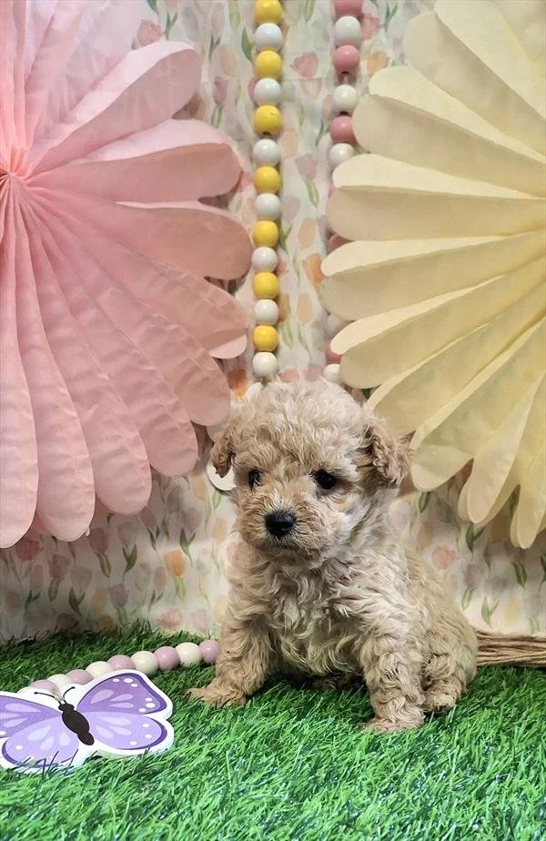 MINIATURE POODLE    FEMALE PUPPY   PENNY     $3,550.00   #12714-7