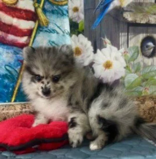 POMERANIAN PUPPIES TEACUP/TINY TOY PRISCILLA $3,550.00 #T127-7