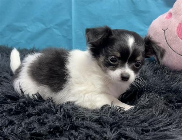 Cute Chihuahua For Sale 61