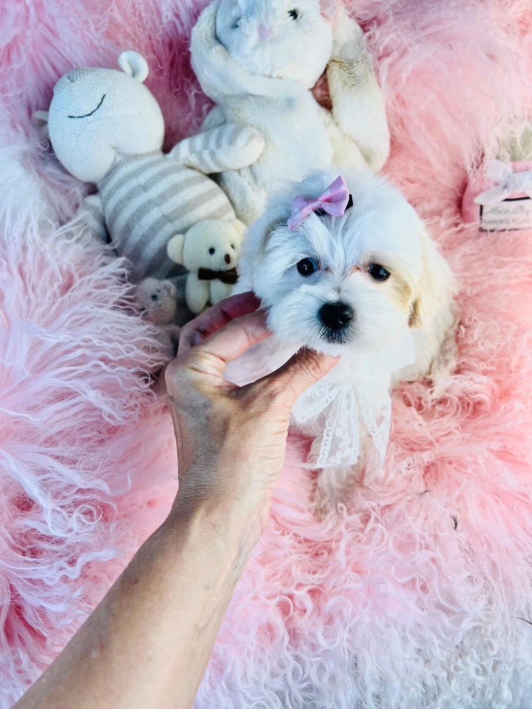 MAR  FEMALE MALTESE PUPPY     $2,550.00  #18