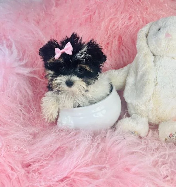 TEACUP   BIEWER YORKIE    JAMY   $3,950.00  #11774