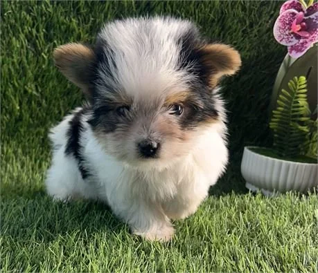 JOR       TEACUP   MALE YORKSHIRE TERRIER    $5,950.00   #12387-7