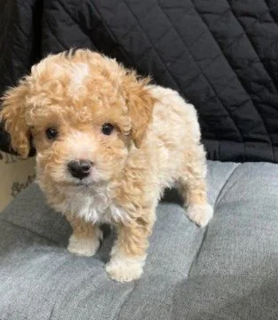 MALE  POODLE    POKIE    $3,550.00  #1252-2