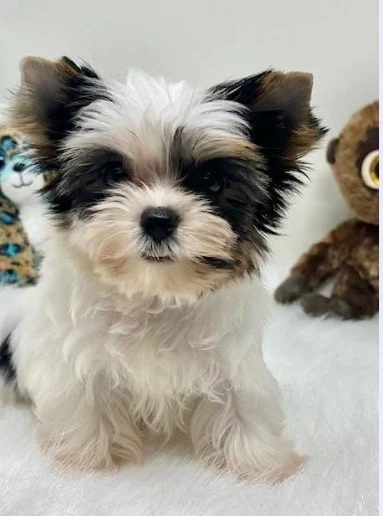 JERO MALE TEACUP/POCKETBOOK YORKIE PUPPY FOR SALE $6,550.00 #1478-8