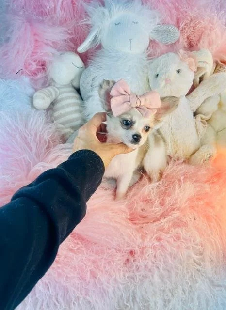 CAROLINA    FEMALE TEACUP CHIHUAHUA     $3,550.00    #1967