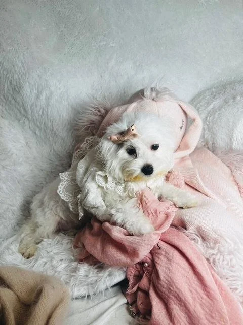 TOY BEAUTIFUL MALTESES MARIBEL $950.00 #T7878-7