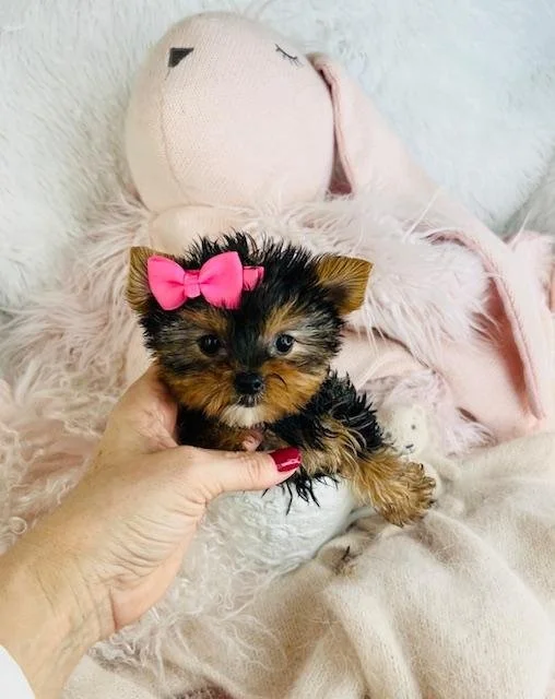 miami tcup puppies.jpg