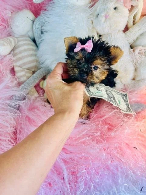JESSENIA  TEACUP/POCKETBOOK  FEMALE  $5,550.00   #1821