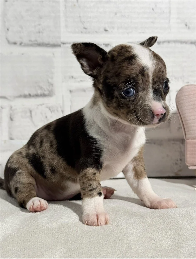 CHIHUAHUA  TEACUP FEMALE   CHRIS    $4,950.00    #1121