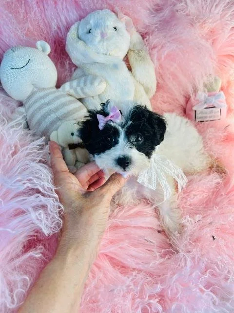 PAX        FEMALE  POODLE PUPPY      $2,550.00   #1477