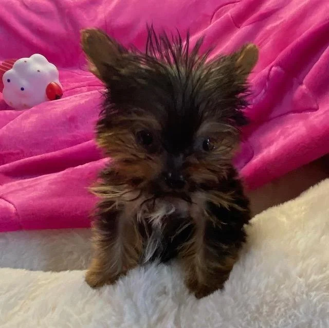 JULIET TEACUP/POCKETBOOK YORKIE FEMALE PUPPY $5,950.00 #14774-7