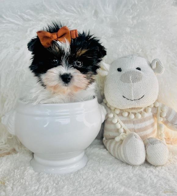 JACK TEACUP YORKIE MALE PUPPY $4,550.00 #1758544-4