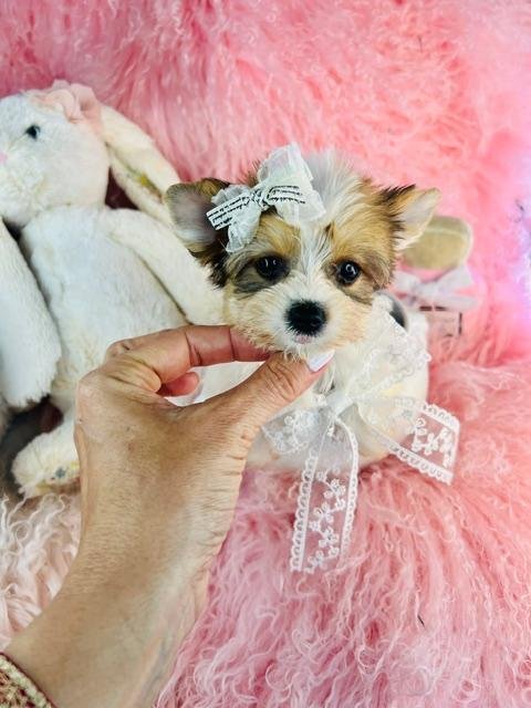 DORIS   FEMALE    TEACUP/POCKETBOOK      $3,950.00      #141