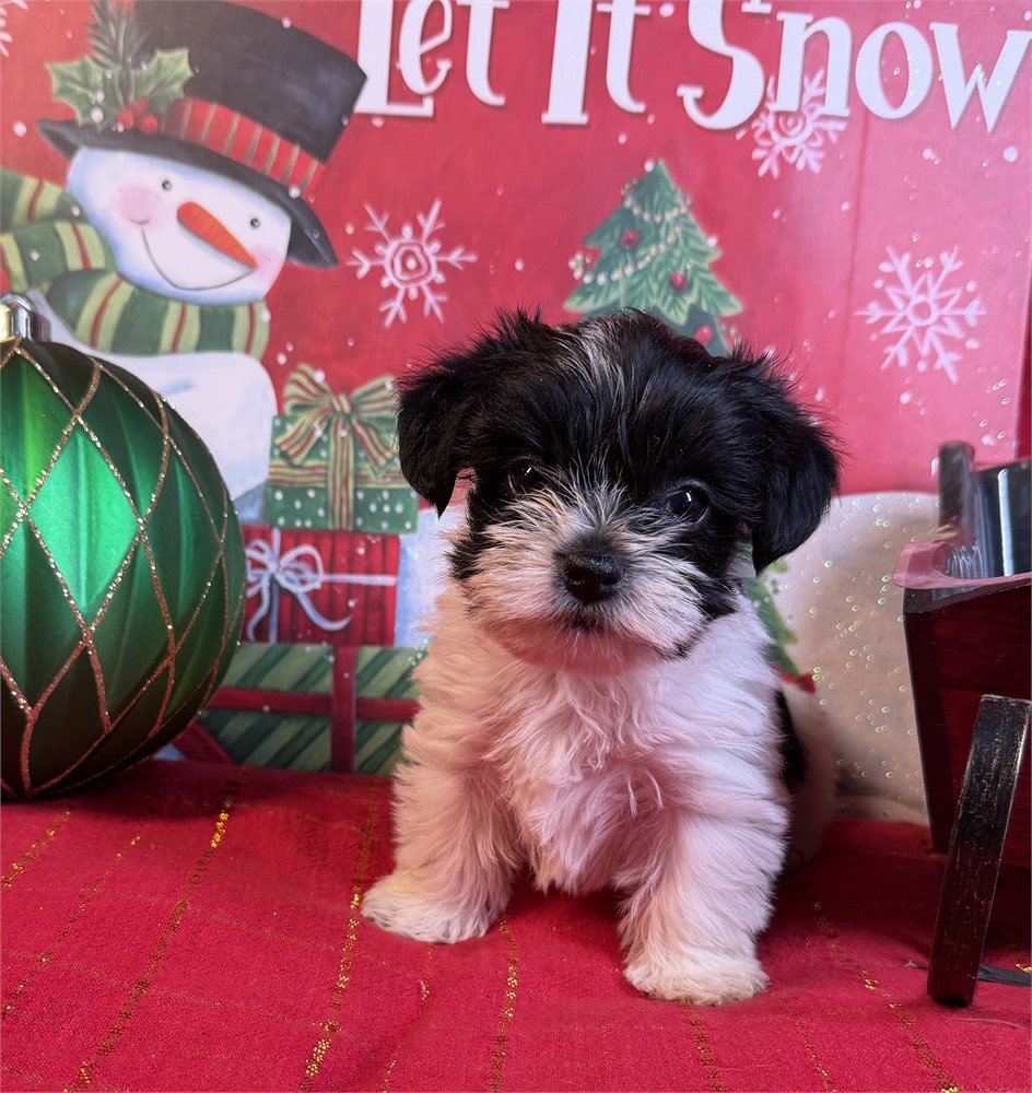 DITI   MORKIE  FEMALE   $3,250.00   #17285-5