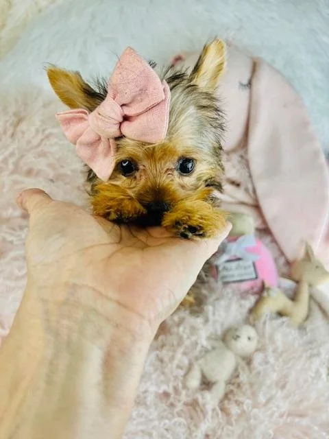 YOYA     YORKIE  FEMALE TEACUP PUPPY   $4,550.00   #122