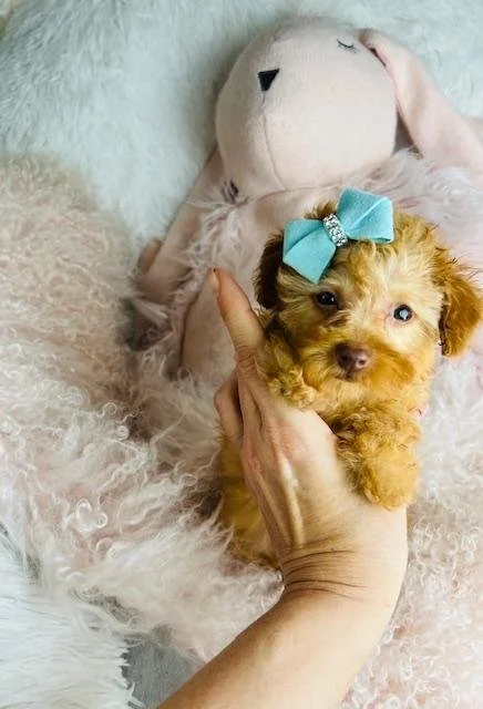 POODLE MALE PUPPY    PIN  $3,550.00     #1725-5