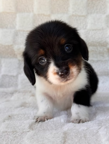 DEVIN   DOXIE   MALE   $2,950.00   #155